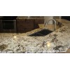 Delicatus Countertop