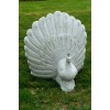 Granite Peacock