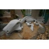 Dinosaur Fossil