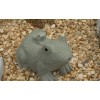 Frog Fountain