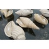 Yellow Granite Shells