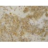 Harvest Cream Granite Slab