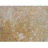 Golden Sandpolish Granite Slab