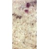 Verde Real Granite Tile
