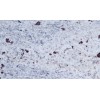 Azul Mediterraneo Granite Tile