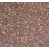 Season Red Granite