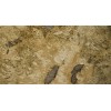 Giallita Light Granite Slab