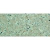 Shrimp Red(G681)