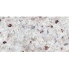 Rsoe White Granite