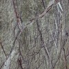 Rainforest Green