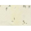 Kitchen Top Quartz