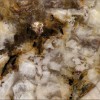 Aran Cream /New Golden Silver Slab