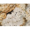 Juparana Casablanca Granite Tile