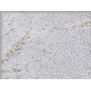 Millenium Cream Granite Tile