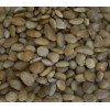 Yellow Polished Pebbles TSPP-003