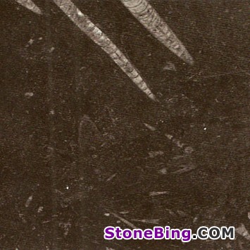 Fossile Black Marble Tile
