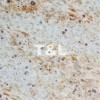 France Gold Granite Tile