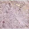 Silver Line Granite Tile