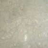 Sea Shell Limestone Tile