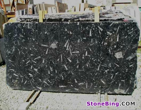 Fossile Nero Marble Slab