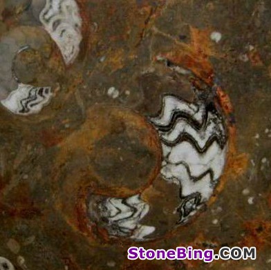 Fossile Etrusco Marble Tile