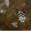 Fossile Etrusco Marble Tile