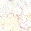 Jerusalem White with Red Lines