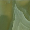Pakistan Green Onyx Tile