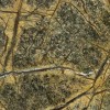 Forest Rain Brown Marble