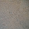 Azul AL Limestone Tile