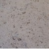 Gascogne Dark Limestone Tile