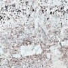 Galaxy Bordeaux Granite Tile