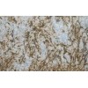 Golden Artico Granite