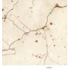 marble Filetto Rosso