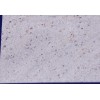 Kashmir White Granite Tile