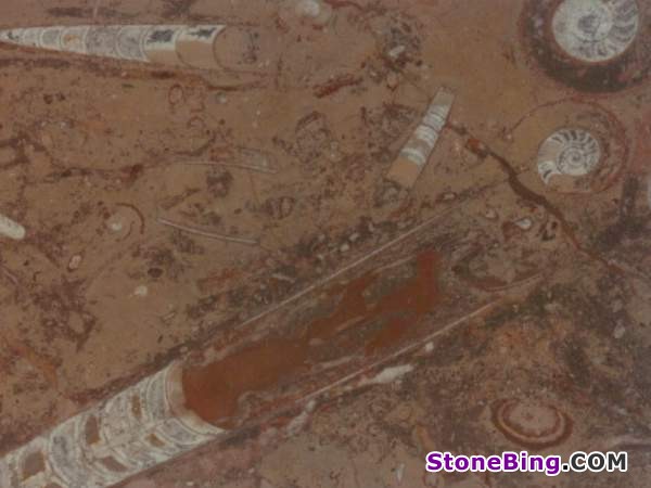 Fossil Brown Marble Tile