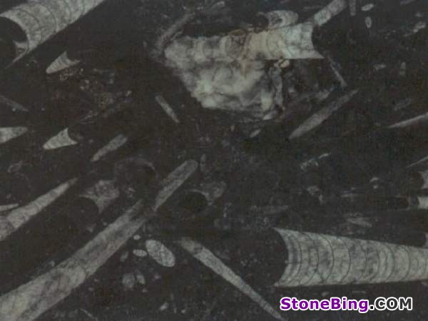 Fossil Black Marble Tile