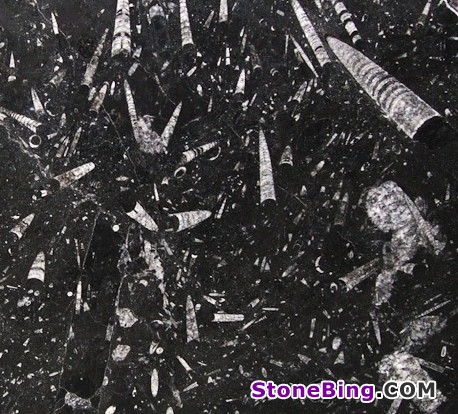 Fossil Black Marble Slab