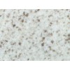 Bethel White Granite Tile