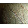 Rainforest Green Marble Slab