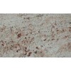 Shivakashi Granite Tile