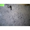 Ice Pearl Granite Slab