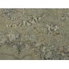Crema Persa Granite Tile