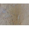 Golden Diamond Granite Tile