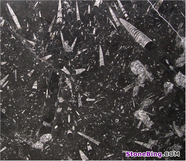 Black Fossil Marble Tile