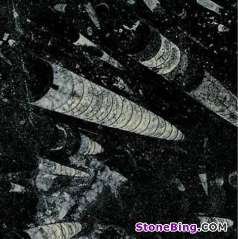 Fossil Black Marble Tile