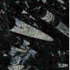 Fossil Black Marble Tile