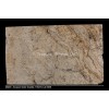 Amazon Gold Granite Slab