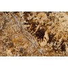 Golden Beach Granite Tile