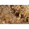 Golden Beach Granite Tile